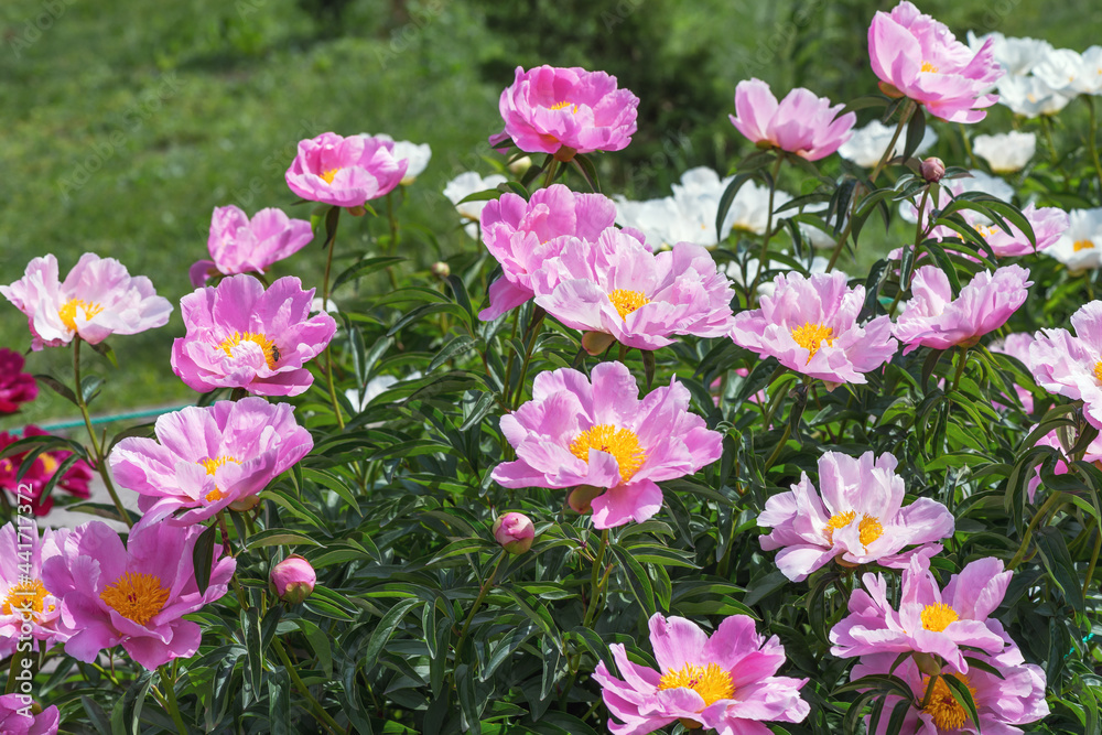 Herbaceous peonies Lake of Silver. Carmine pink double flowers with silvery tips. Herbaceous peonies Lake of Silver. Carmine pink double flowers with silvery tips.