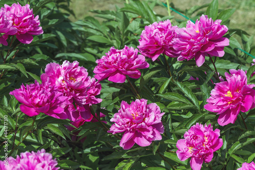 Peony Clemeanceau France is a double  spherical  dense flower. Large up to 20 cm. Yellow-pink with a lilac base. The height of the bush is up to 90 cm.