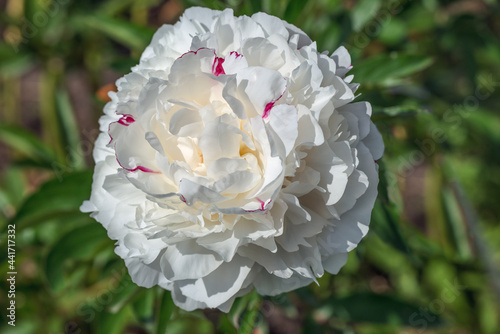 Fototapeta Naklejka Na Ścianę i Meble -  Stunning double white peonies with a delicate pink tint.