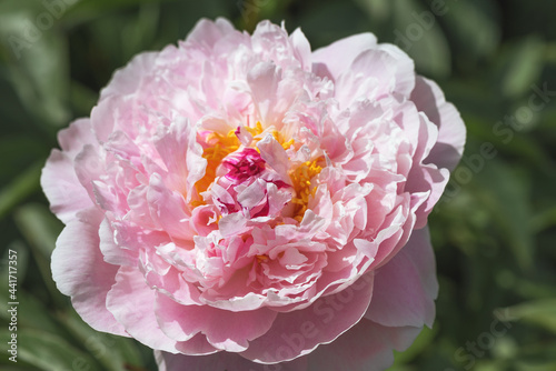 Fototapeta Naklejka Na Ścianę i Meble -  Blush Queen peony is milky-flowered with giant double-shaped flowers. They are creamy white with delicate light pink hues. 