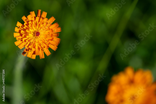 Vibrant orange, pilosella aurantiaca, orange hawk bit, devil's paintbrush wild flower photo