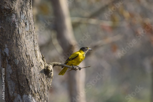 Black hooded oriole on a branch