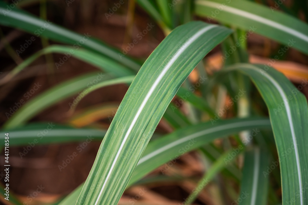 Obraz premium Sugar cane leaf