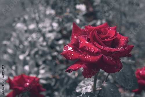Red rose after the rain, decolour