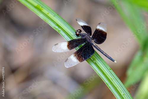 Pied Percher perching on plant (Neurothemis tullia tullia) photo