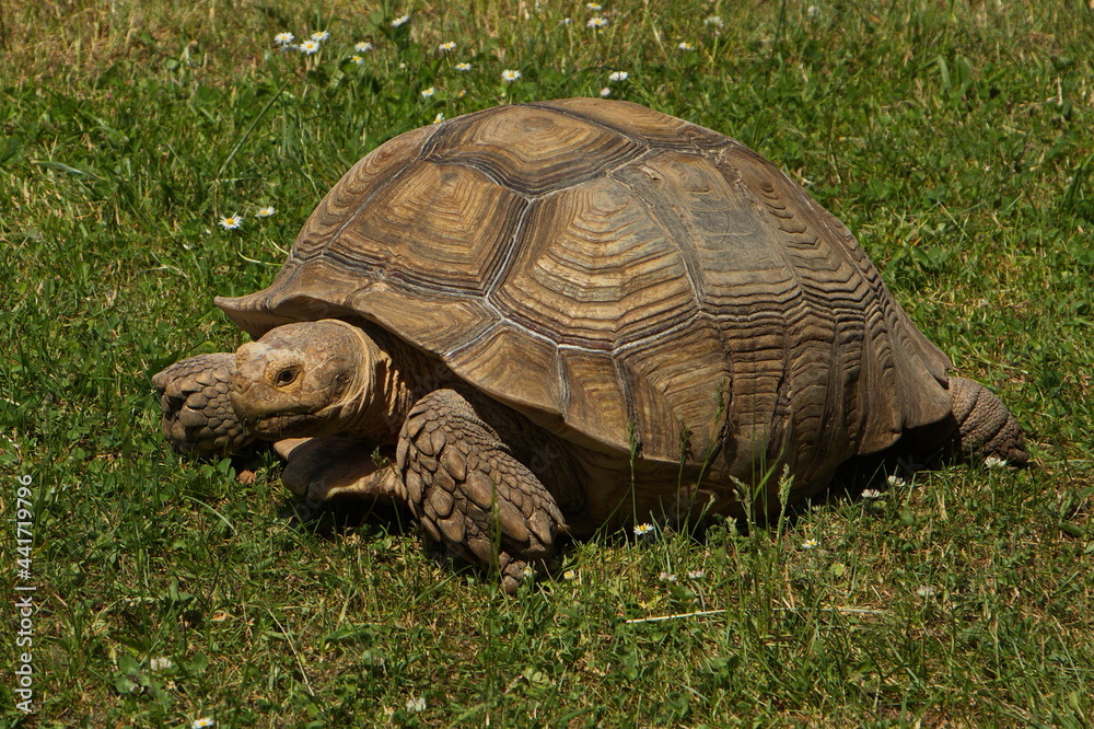 African spurred tortoise in Safari Park in Dvůr Králové nad Labem, Eastern Bohemia, Czech Republic, Europe
African spurred tortoise in Safari Park in Dvůr Králové nad Labem, Eastern Bohemia, Czech Republic, Europe