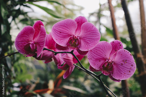 Purple orchid flower phalaenopsis, phalaenopsis or falah on a white background. Purple phalaenopsis flowers on the right. known as butterfly orchids photo