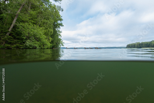 Fototapeta Naklejka Na Ścianę i Meble -  Half over half under the water surface at lake in Finland. Half underwater view. Beautiful blue sky and white clouds.