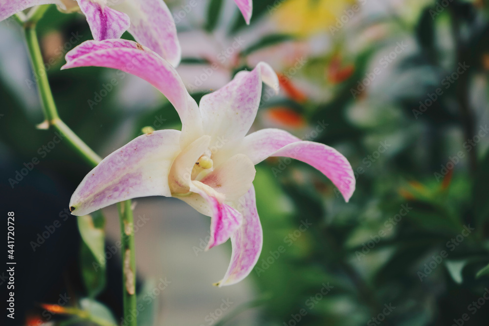Obraz premium Blooming Dendrobium Bigibbum or Cooktown Orchid or Mauve Butterfly Orchid or Lilac Purple Orchid occurs in Indonesia