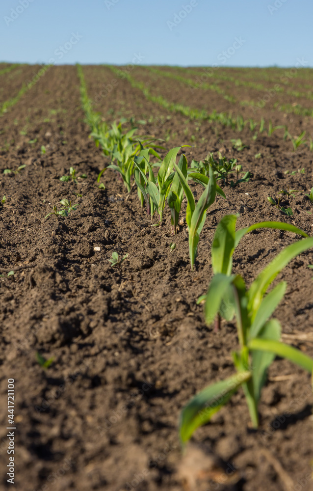 field with corn in spring. Parposts of plants began to grow in a straight line. Field of an agricultural enterprise