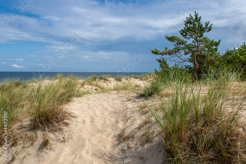 Vegetated and pine-covered dunes on the beach at Łeba by the Baltic Sea