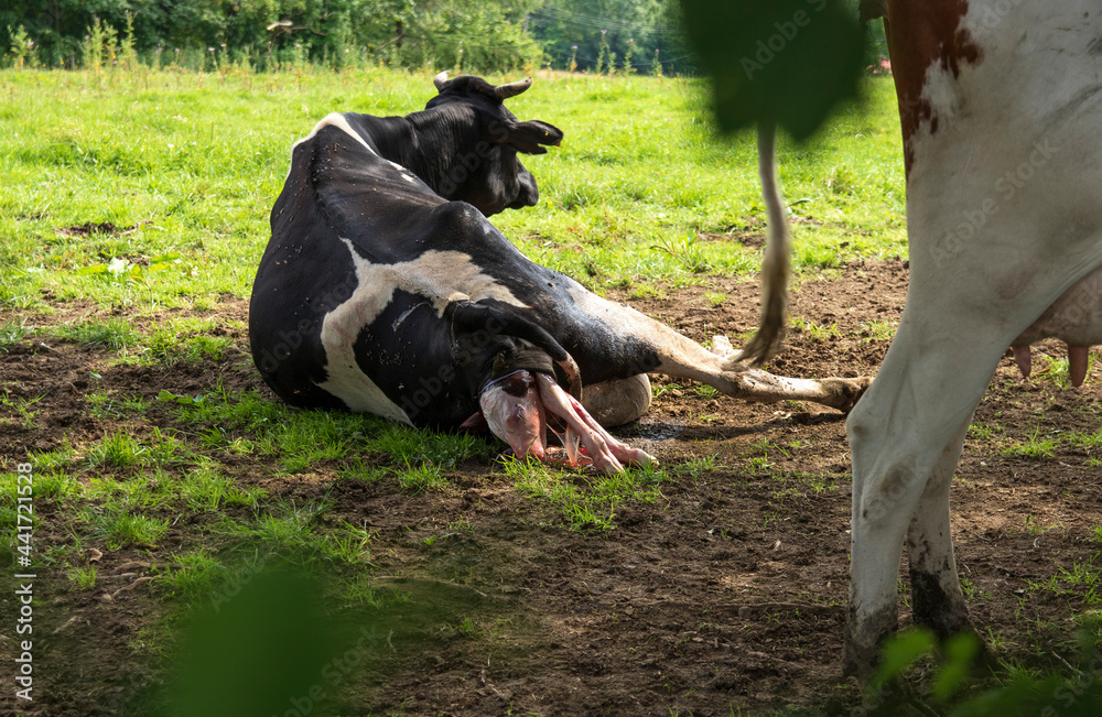 Black and white cow gives birth to a calf in a pasture Stock Photo ...