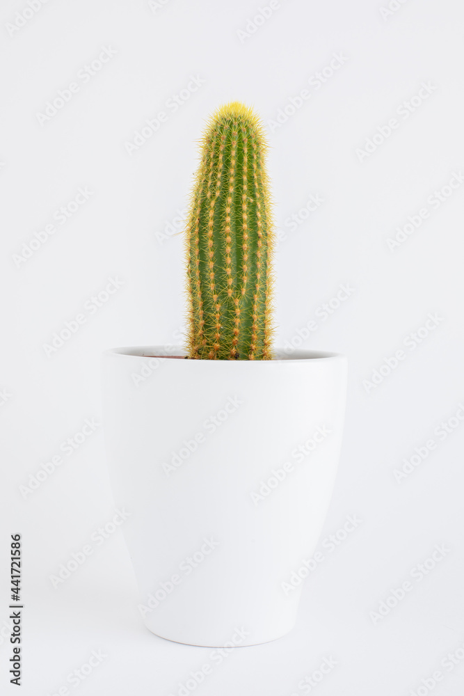 Cactus in a white pot on a white background. Cactus in a white pot on a white background.