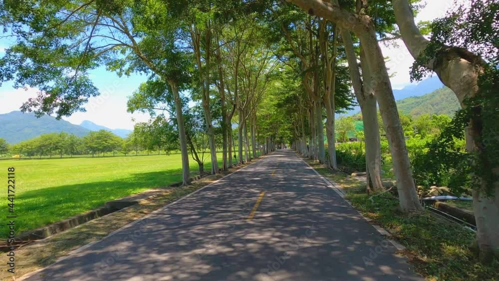 Beautiful tree lined road in the Tunnel of Trees on drive through countryside Beautiful tree lined road in the Tunnel of Trees on drive through countryside