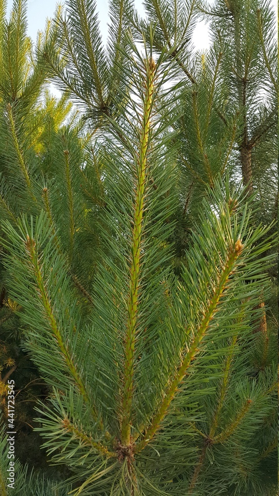 Young pine branch