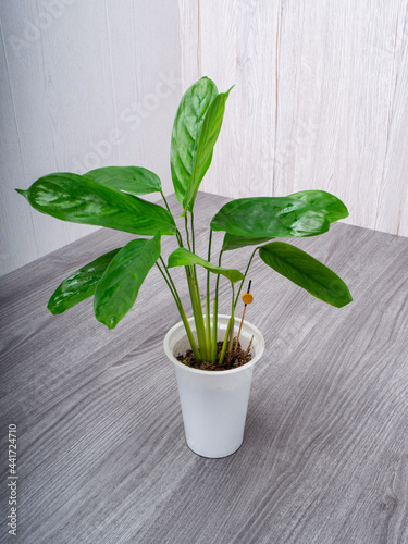 Calathea Lubbers is a plant with an unusual leaf color photo