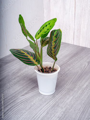 Maranta tricolor is a genus of flowering plants in family Marantaceae photo