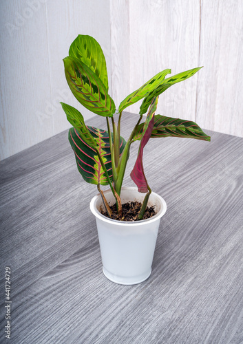 Maranta tricolor is a genus of flowering plants in family Marantaceae photo