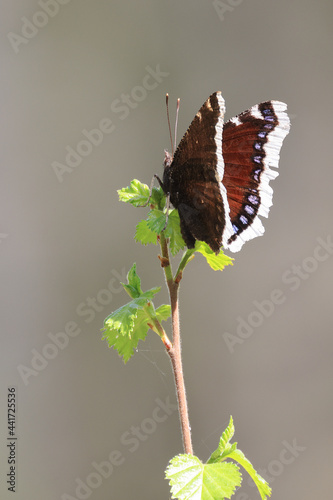 Camberwell Beauty