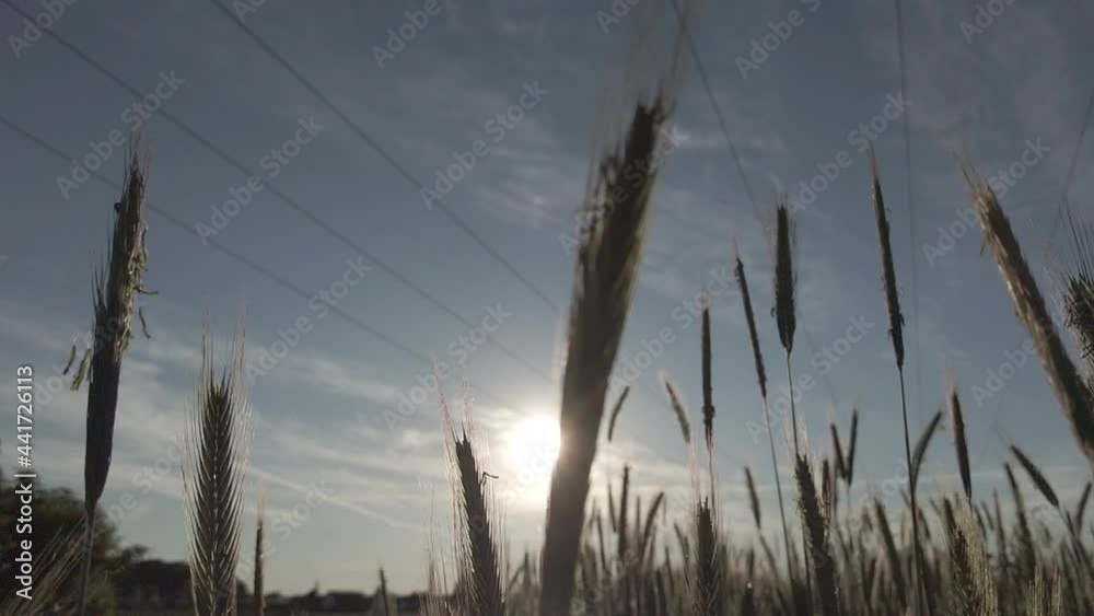 Weizenfeld mit Himmel und Sonnenschein in Zeitlupe Weizenfeld mit Himmel und Sonnenschein in Zeitlupe