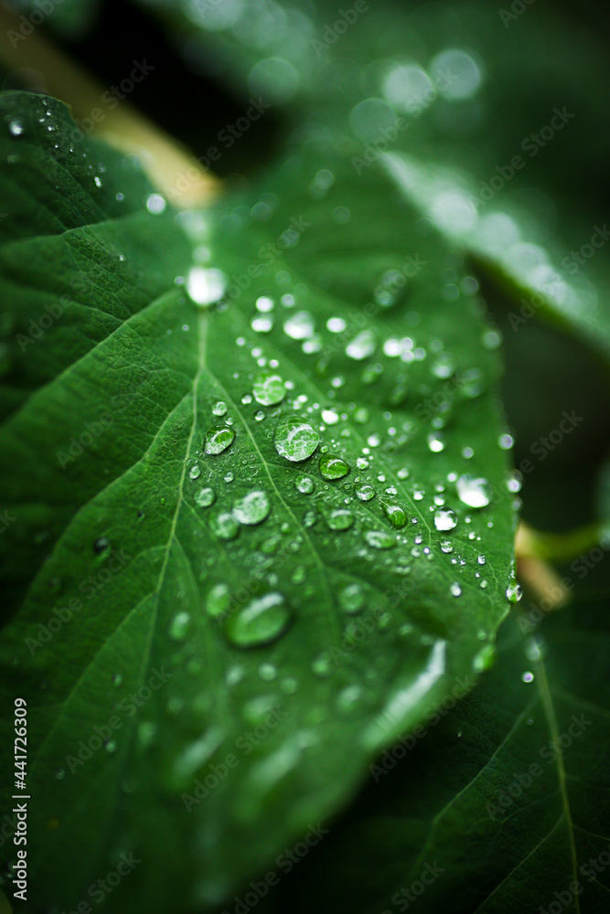 Beautiful green leaf with drops of water, close up. Selective focus. After rain with bokeh. Beautiful green leaf with drops of water, close up. Selective focus. After rain with bokeh.