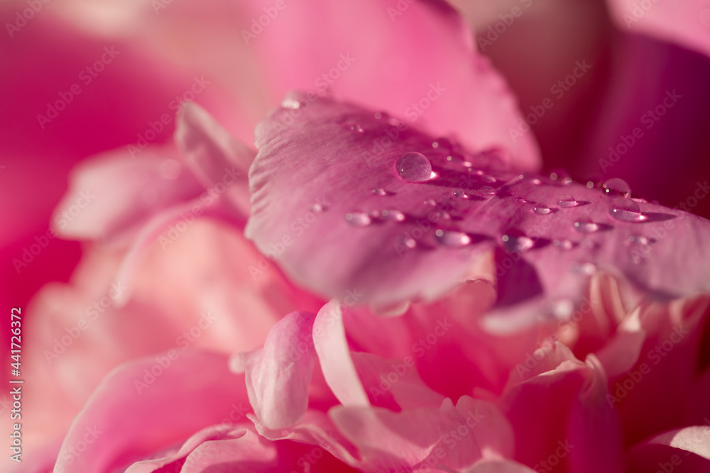 Beautiful blooming pink peony with raindrops. Peony petals with water drops.