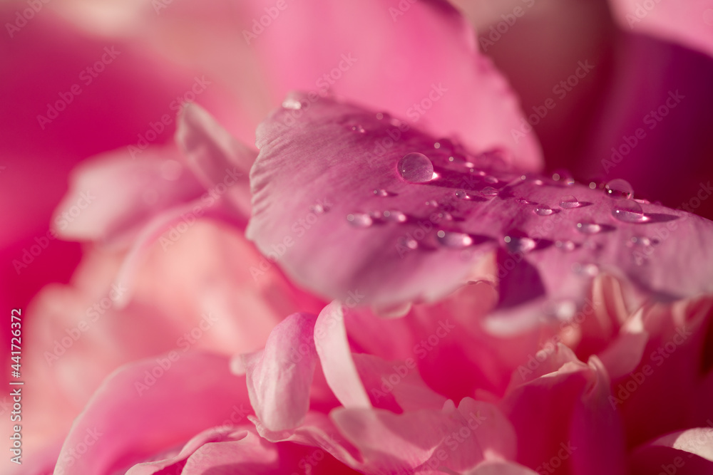 Beautiful blooming pink peony with raindrops. Peony petals with water drops. Beautiful blooming pink peony with raindrops. Peony petals with water drops.