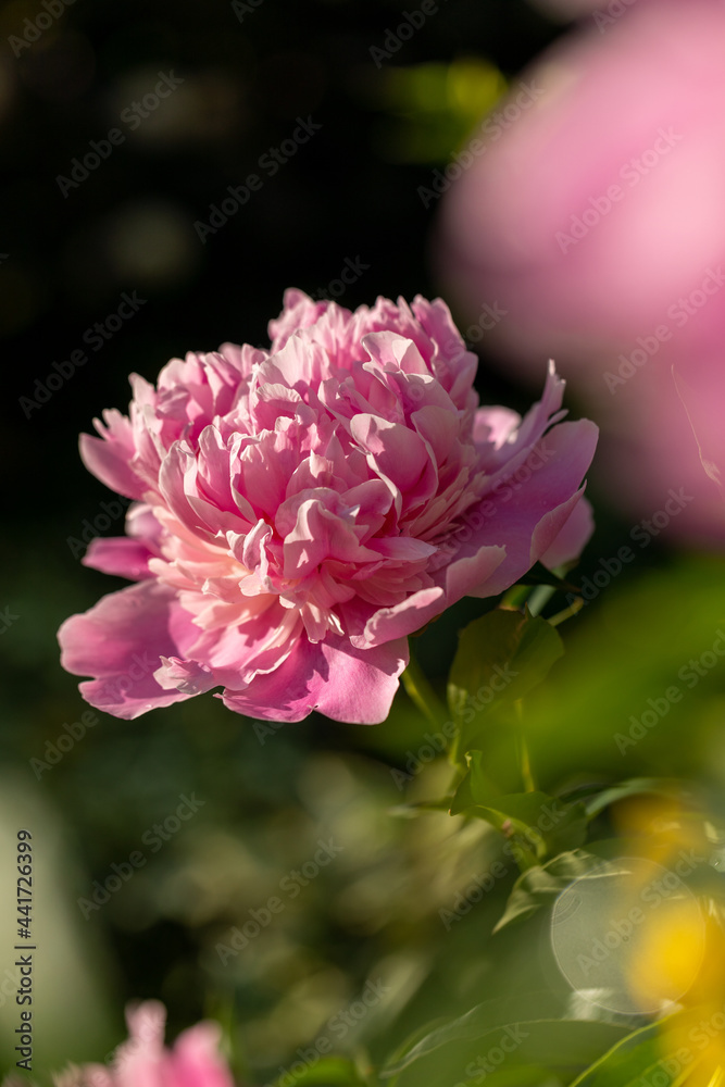 Beautiful blooming pink peony. Peony in the garden.