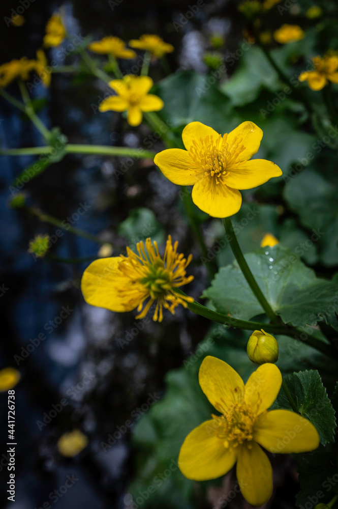 Sumpfdotterblume Sumpfdotterblume