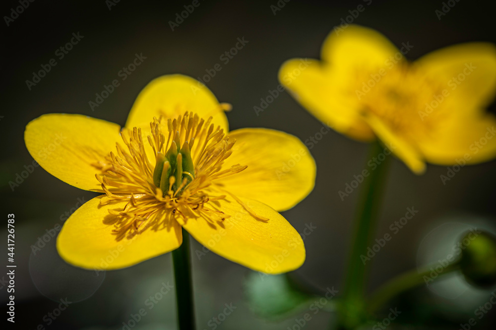 Sumpfdotterblume Sumpfdotterblume