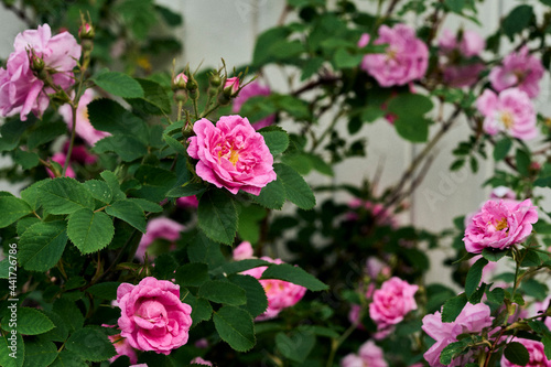 The hardy Hurdalsrosa Rose in a garden up to the Totenåsen Hills, Norway.