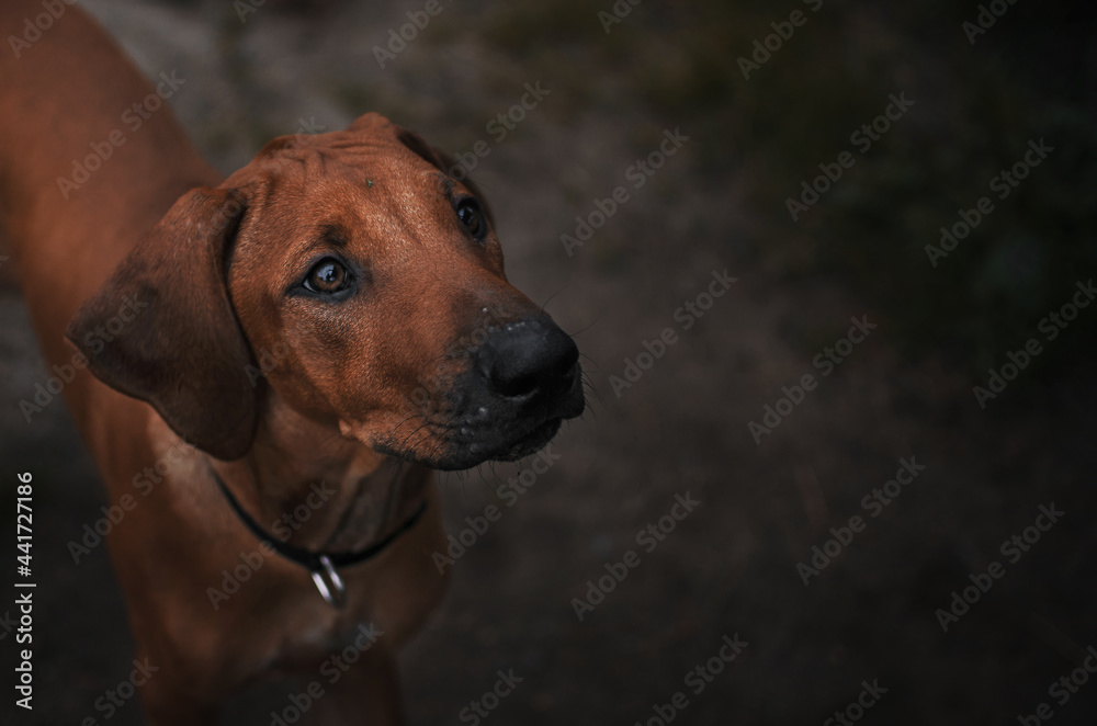 close-up portrait of a rhodesian ridgeback puppy muzzle details