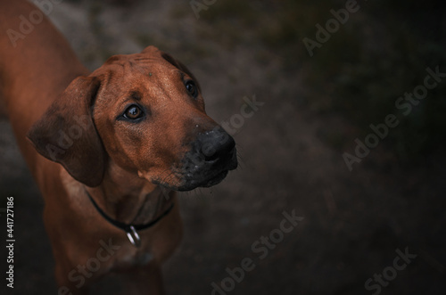 close-up portrait of a rhodesian ridgeback puppy muzzle details