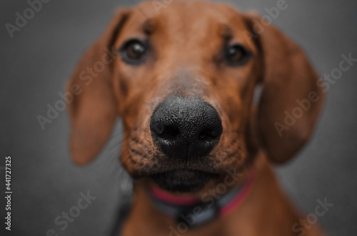 close-up portrait of a rhodesian ridgeback puppy muzzle details