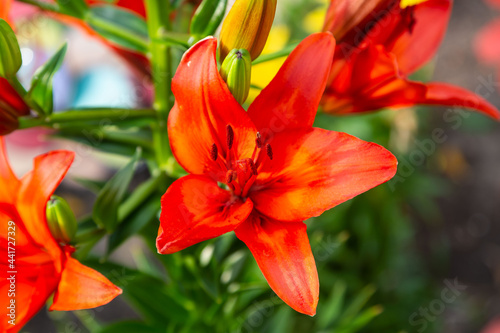 close up of a red lily in the flower garden