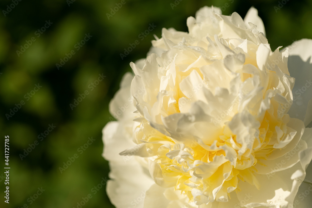 White peony. Blooming peony in the garden. Beautiful peony bud on a blurred green natural background.