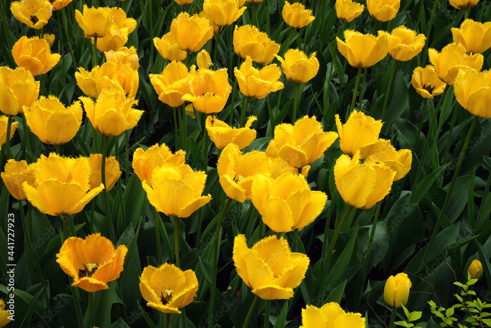 Spring blossoming yellow tulips with a green background selective focus, background