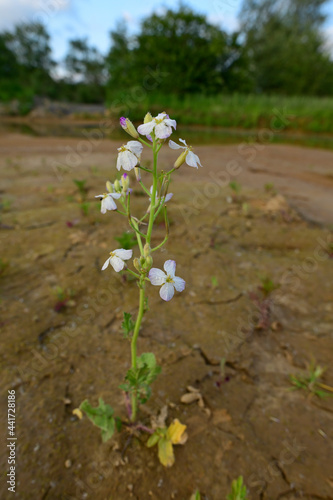 Oil radish // Ölrettich (Raphanus sativus var. oleiformis)