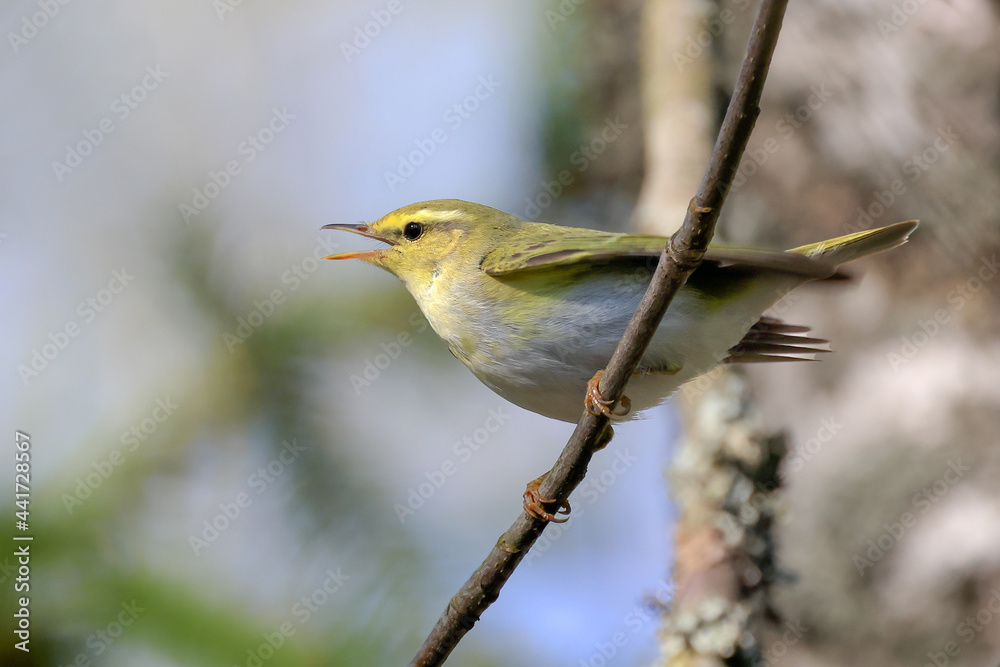 Wood Warbler Wood Warbler