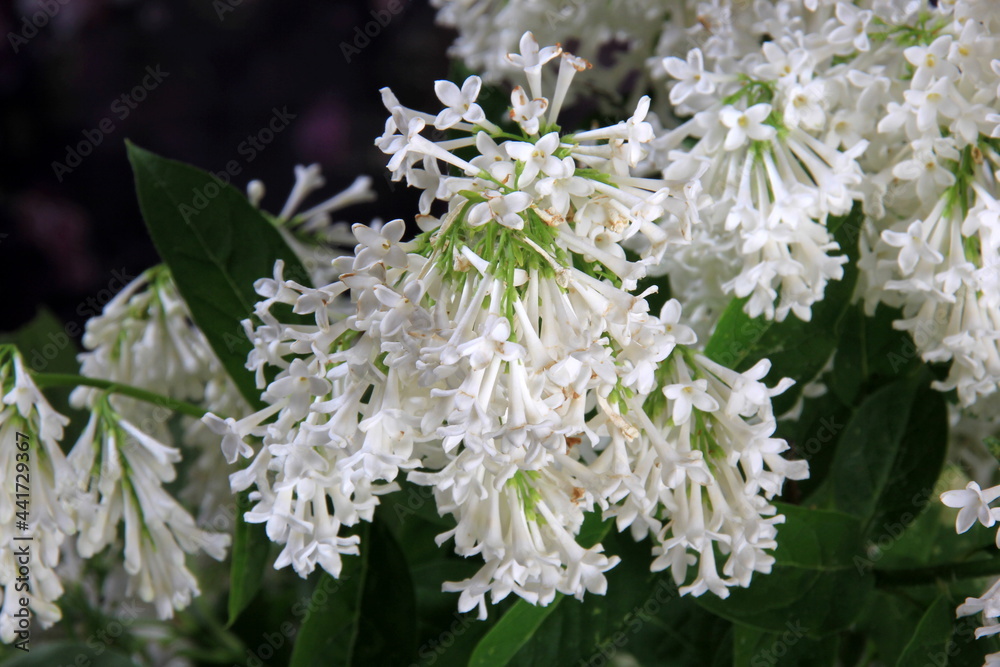White Lilac Agnes Smith flowers - syringa prestoniae agnes smith in glas vase and dark purple flower background. Agnes Smith is an elegant variety of Canadian lilac with snow white flowers. White Lilac Agnes Smith flowers - syringa prestoniae agnes smith in glas vase and dark purple flower background. Agnes Smith is an elegant variety of Canadian lilac with snow white flowers.