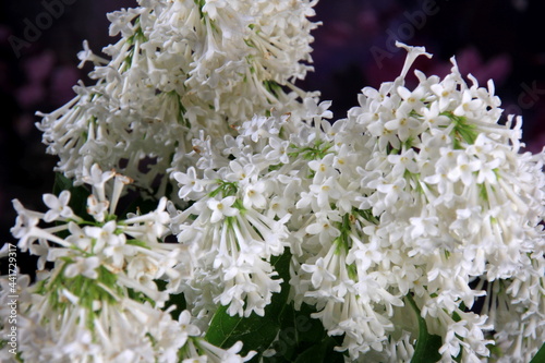White Lilac Agnes Smith flowers - syringa prestoniae agnes smith in glas vase and dark purple flower background. Agnes Smith is an elegant variety of Canadian lilac with snow white flowers. photo