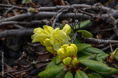 Wallpaper Mural Yellow rhododendron flowers. Summer floral concept with natural green leaves background. Closeup of bunch of flowers. Rhododendron bush in full bloom. Flowers on tk he lava field. Wild plants of Torontodigital.ca