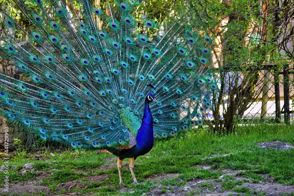 Obraz premium Dancing male peafowl or peacock, Pavo cristatus, with iridescent neck and head feathers and its elaborate tail spread behind it. Asia snacks or street food.