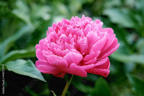 pink japanese peony flower blooming in a garden. beautiful flower background or calendar page. wallpaper for summer projects. selective focus