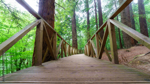 Fototapeta Naklejka Na Ścianę i Meble -  Wooden path with fencing through giant redwood forest