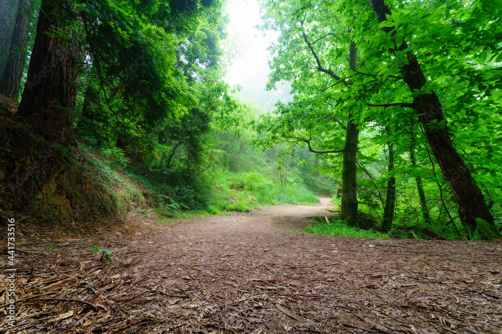 Fototapeta premium Path between tall trees and clearing in the forest with fog.