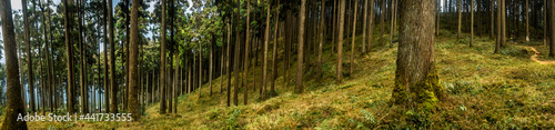 Lamahatta Eco Park, Darjeeling, India