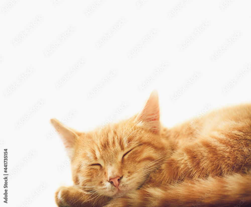 Ginger cat peaceful orange tabby male kitten curled up sleeping.