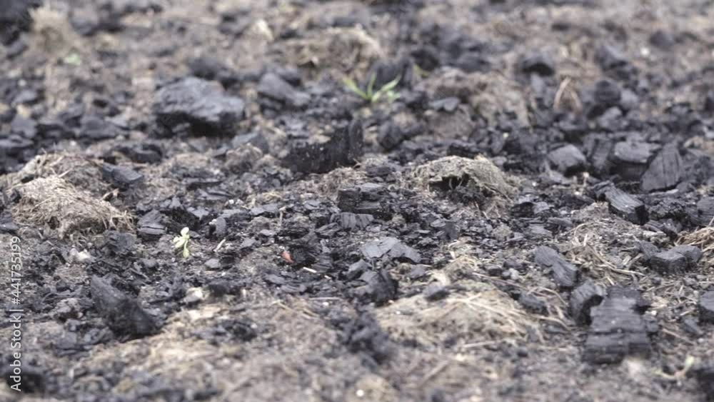 The garden bed is strewn with ash and coal to fertilize the soil The garden bed is strewn with ash and coal to fertilize the soil