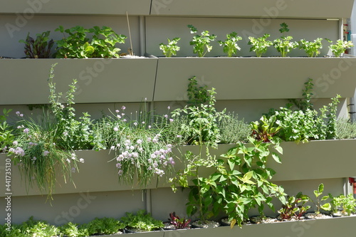 Vertical gardening,  placed at exterior wall. Herbs, flowers and other crop plants. 